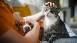 Pet-loss-grief-and-re-connection through mediumship